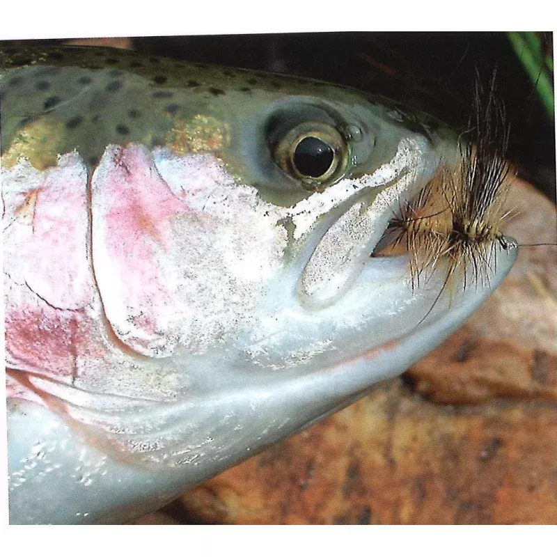 Clouser’s Drake (Brown or Green)