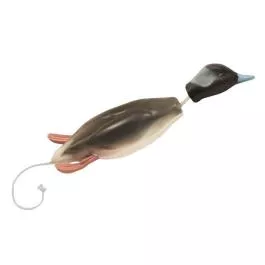 Dokken Dead Fowl Bufflehead