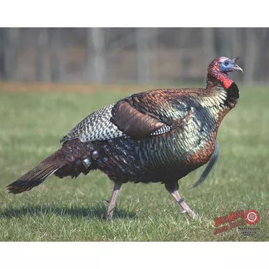 DuraMesh DM217 Archery Target Turkey, 25 x 32 Inches, Multicolor