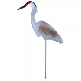 Flambeau Sandhill Crane