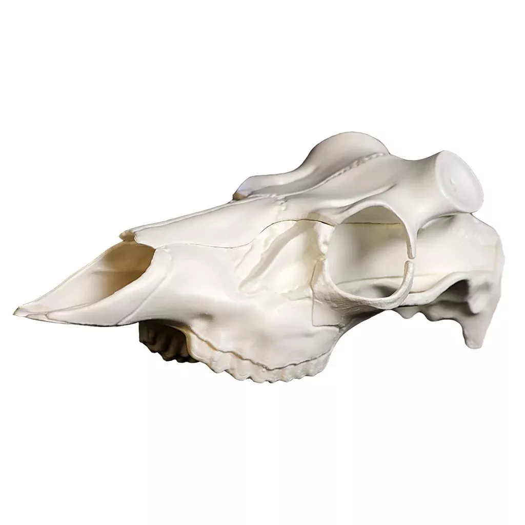 Mountain Mikes Skull Master