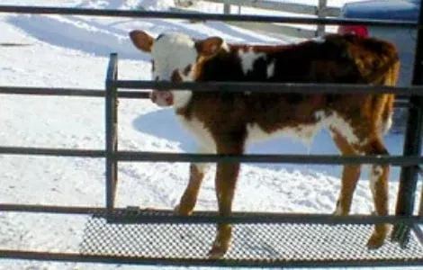 Top Dog Attachments Calf Catching Corral | Width 75″ | 15-25 GPM | For Mini Skid Steers